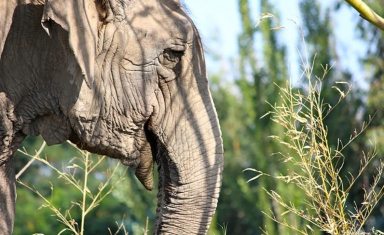 Após maus-tratos em circo no Chile, elefanta Ramba chega ao Brasil